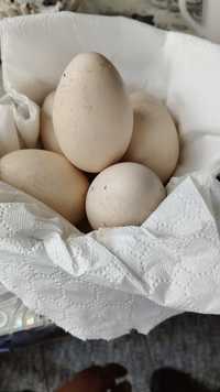 Oua pentru incubator de păun