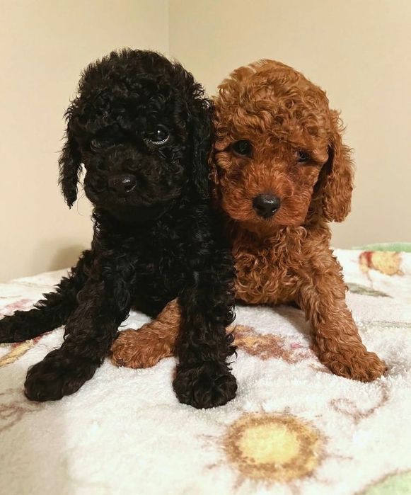 Пудел Той ( poodle Toy)