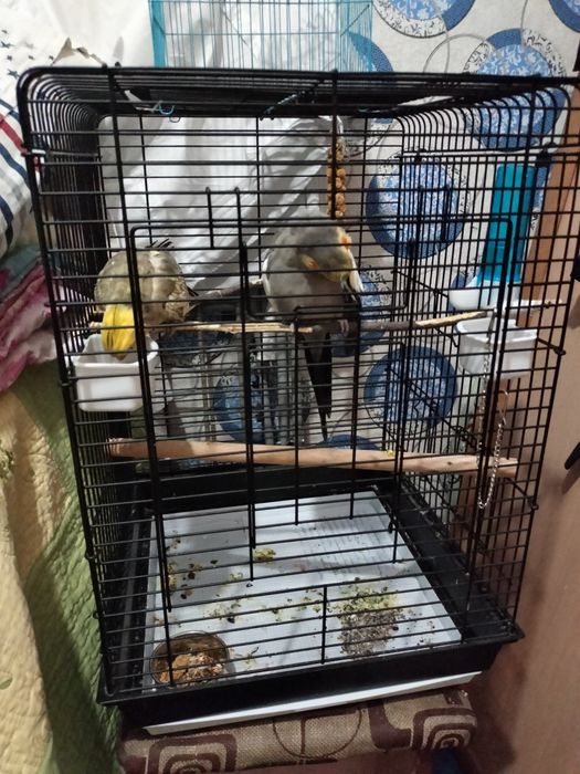 Продаю попугаев с клеткой или без