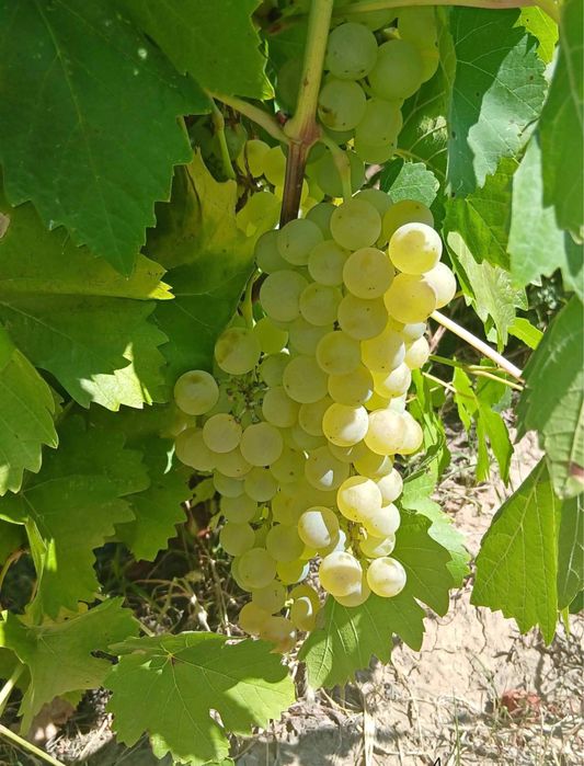 Vând struguri de vin!