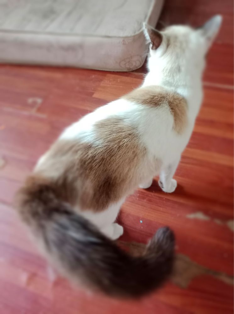 Отдам молодого котика