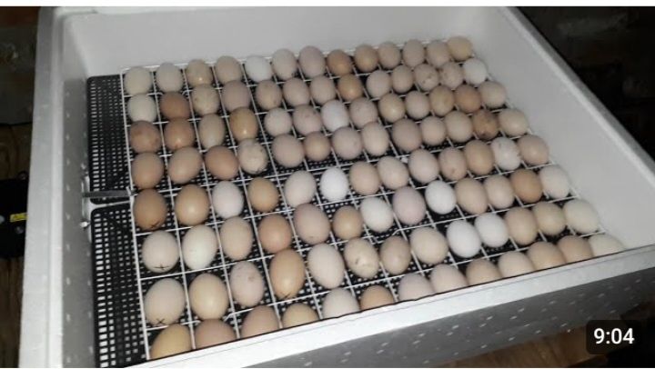 Продаётся инкубационные куриные яйца