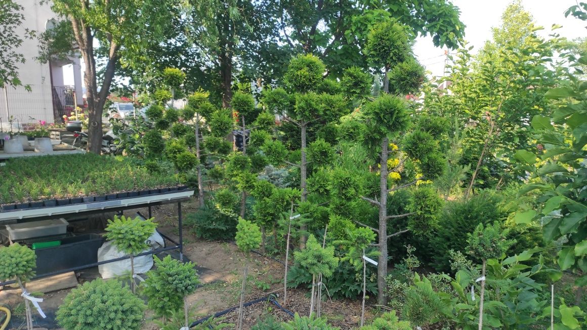 Plante Topiary pe Chamaecyparis si Thuja