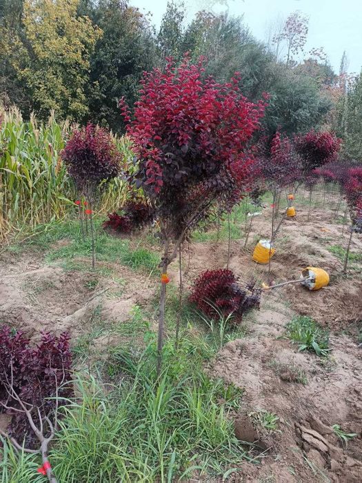 manzarali ko'chatlar