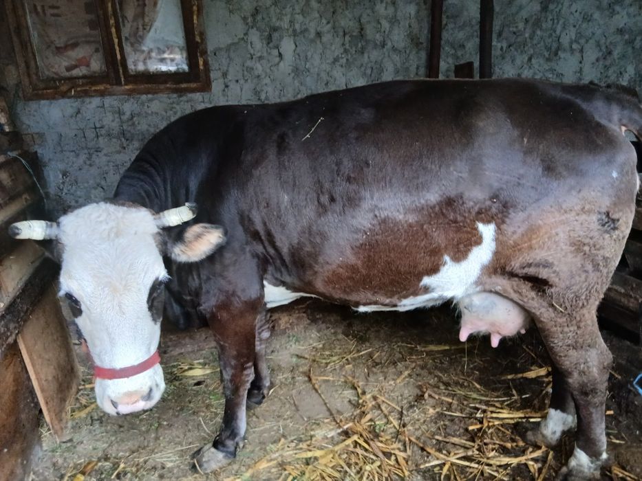 Vaca la al 3 lea vitel