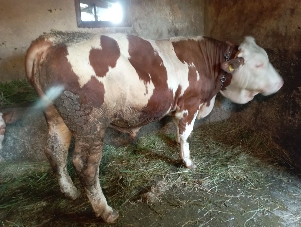 Vând taur bălțată românească de 11 luni înjur de 500kg