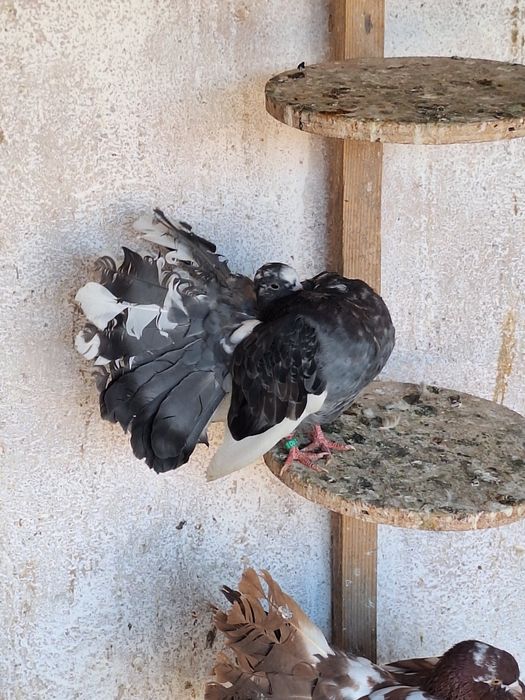 Porumbei rotati/voltați