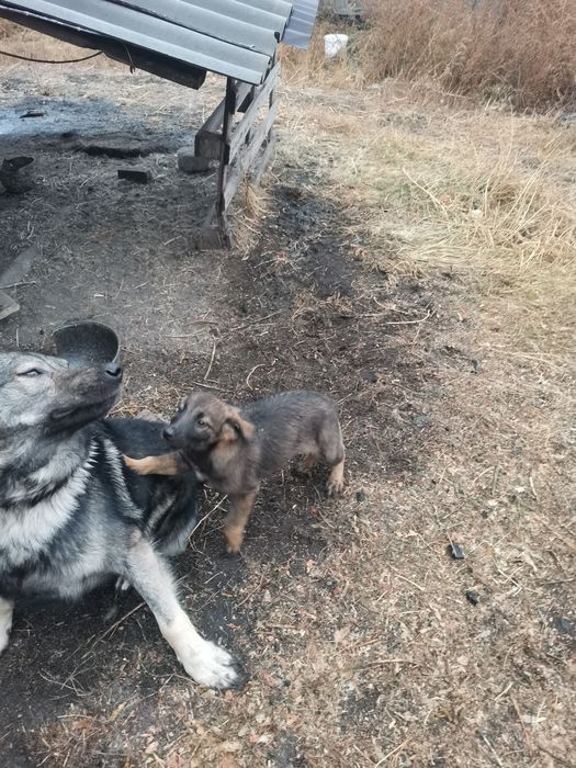 Отдам бесплатно щенят девочек