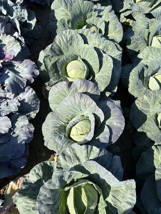 Varza alba bucharest