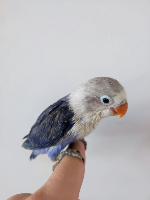 Nerazluchka ruchnoy sotiladi