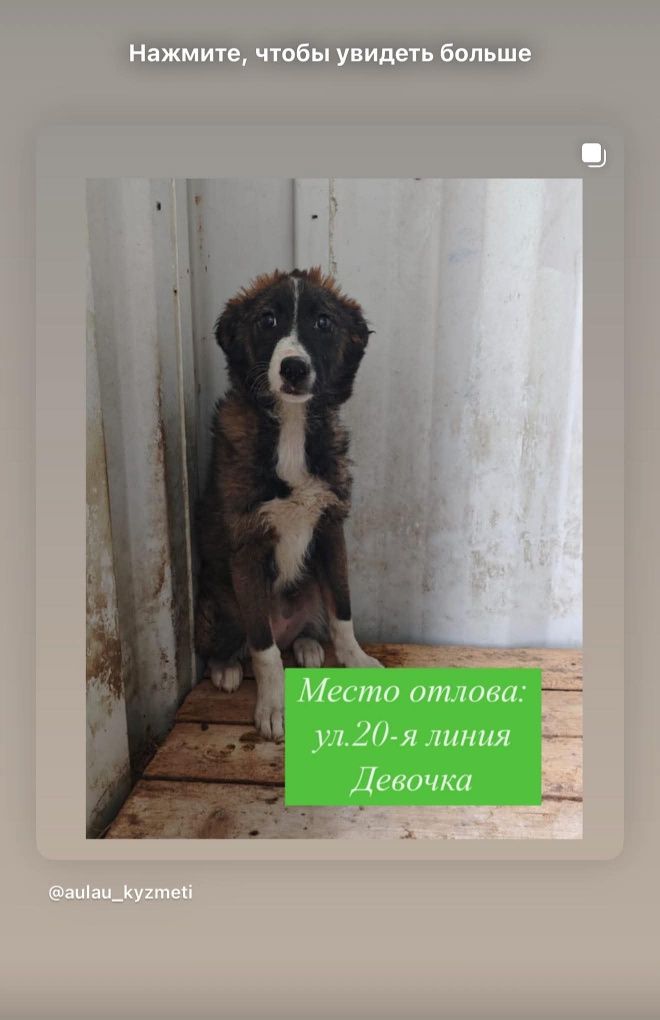 Собачки ждут любящих хозяев