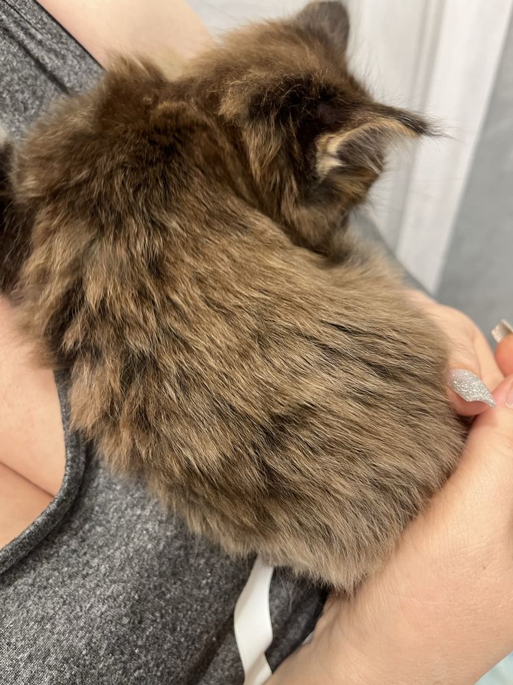 Котенок мейн-кун 1,5 месяца