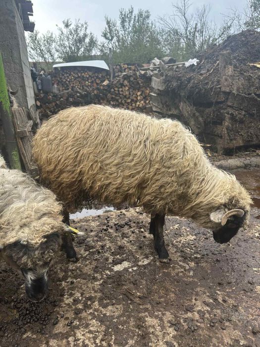 Vand un noatin si 3 mielute