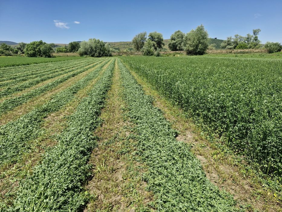 Vand baloti de Lucerna fan productie 2025 Transport la domicilu