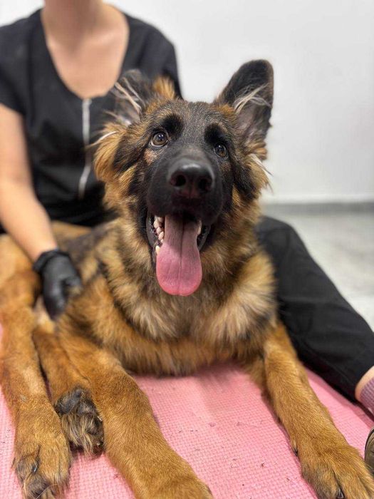 Щенок немецкой овчарки (6 мес.) ищет добрых хозяев