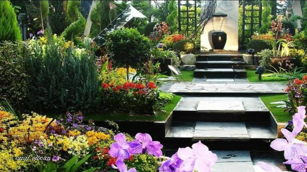 Vând magnolia grande flora palmieri tuia arțar și multe alte plante