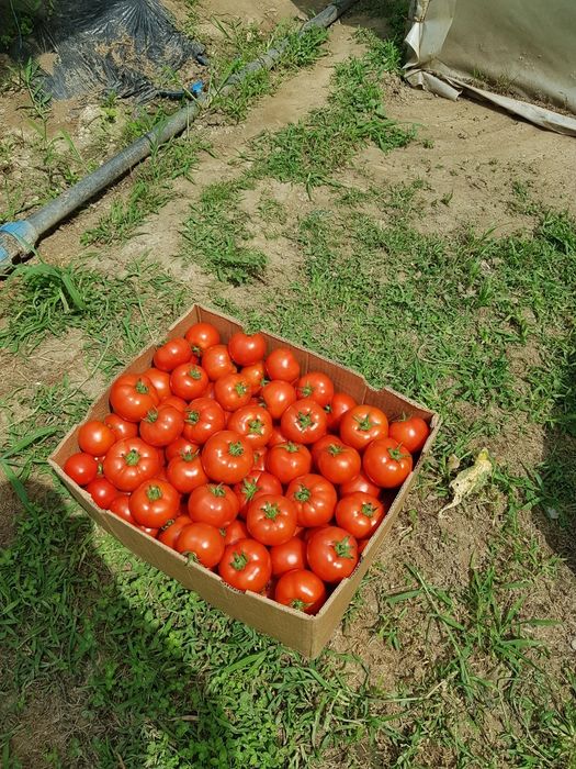 Roșii de solar (soiul Alamina)