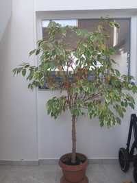 Vand Ficus Benjamina bicolor