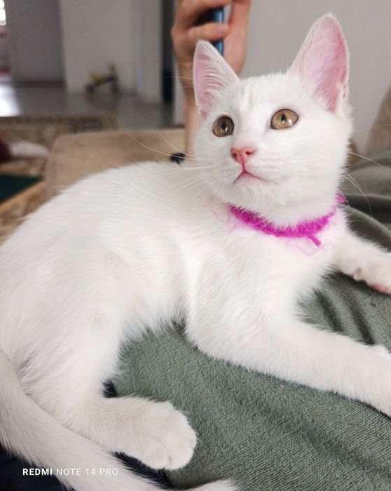 Котенок в добрые руки