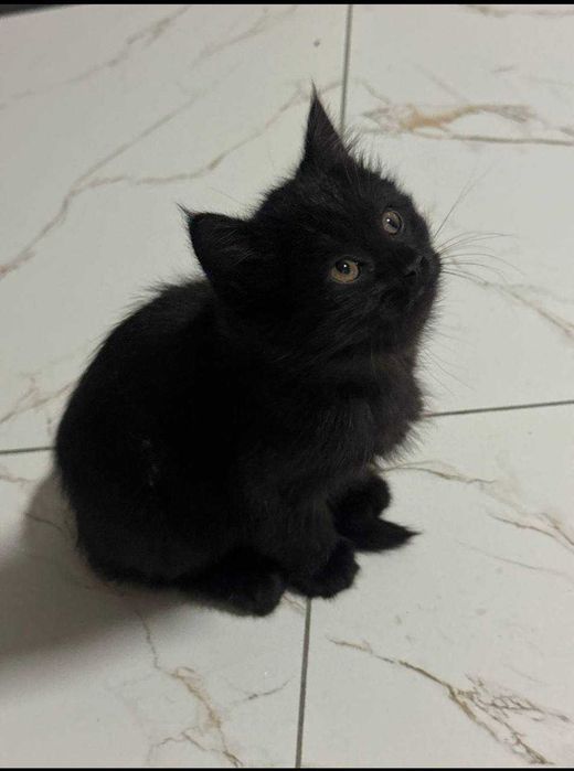 Отдам в хорошие руки