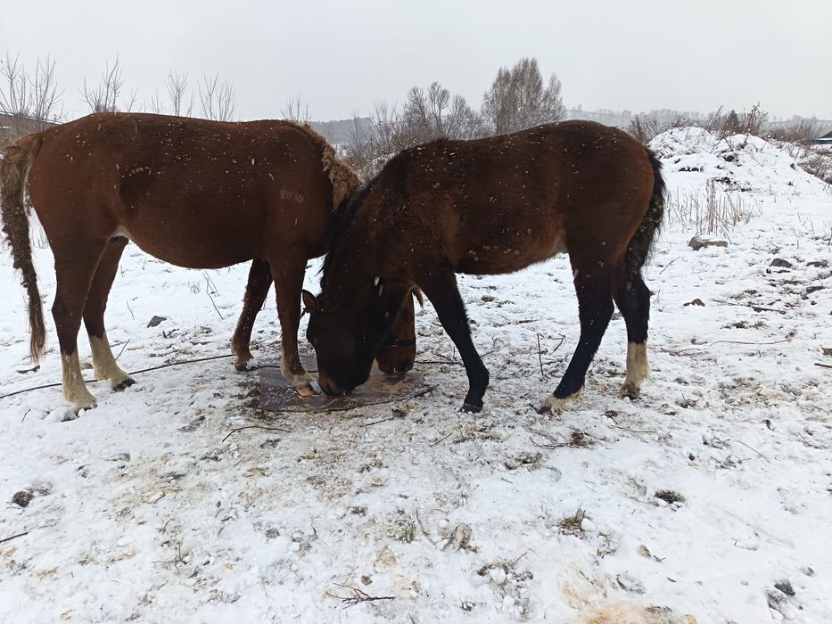 Продается жеребенок.