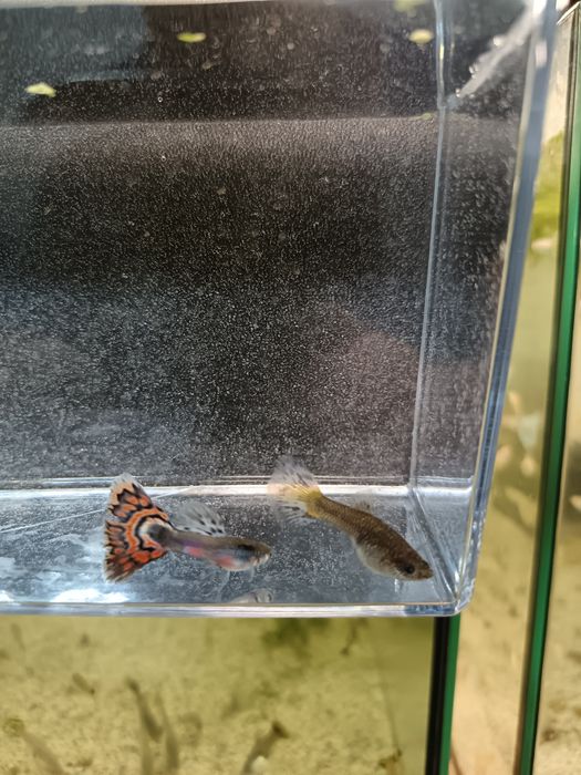 Guppy și Platy direct de la crescător