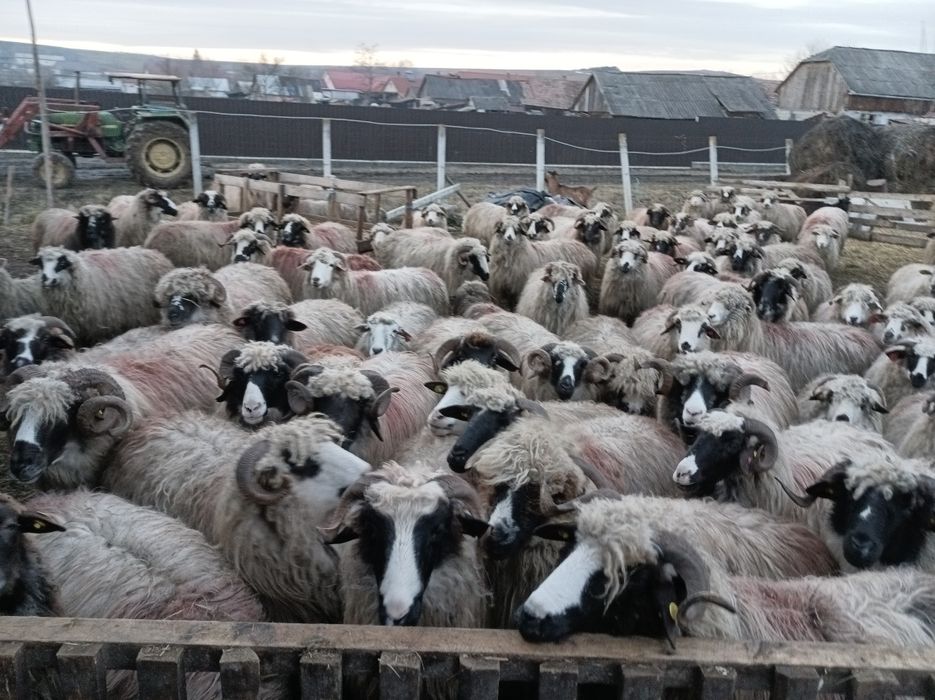 Vînd 200 de oii sau schimb cu vaci