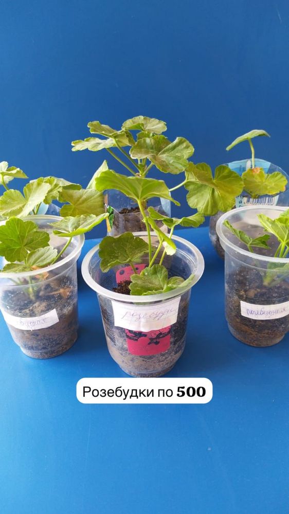 Комнатные цветы разные