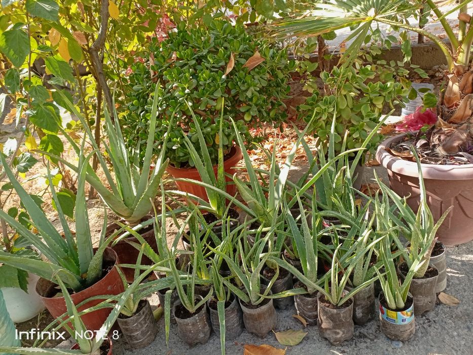 Aloy vera guli juda foydali dorivor gul.