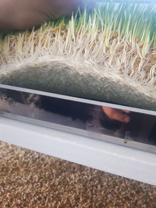 Гидропон яшил озука