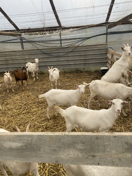 Vand capre sannen rasa pura