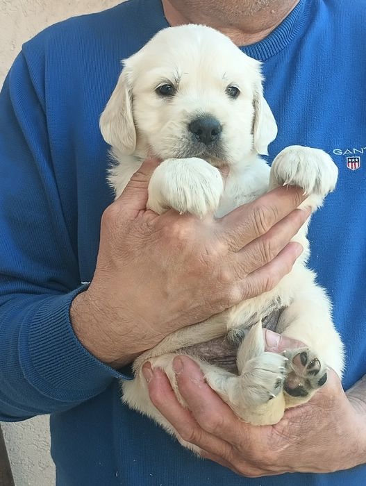 Golden Retriever cu Pedigree
