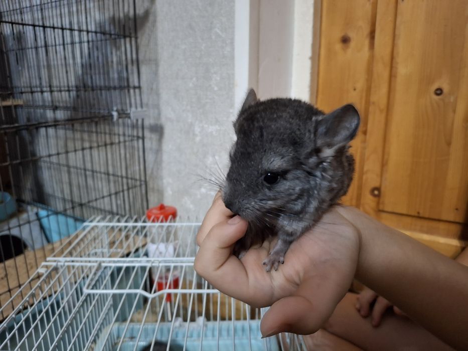 Шиншиллы молодые