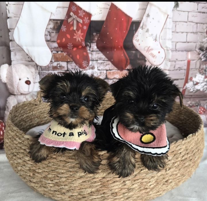 Йоркширски териер ,Йорки мини