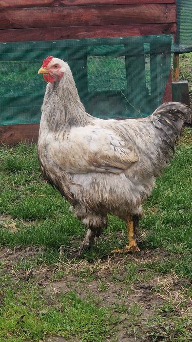 Продавам петле брама