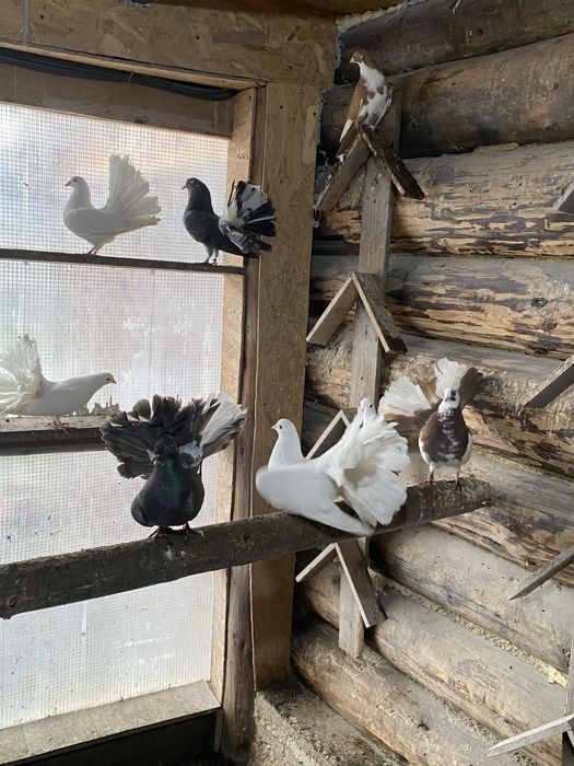 Vand porumbei pave, indieni, galateni, incaltati