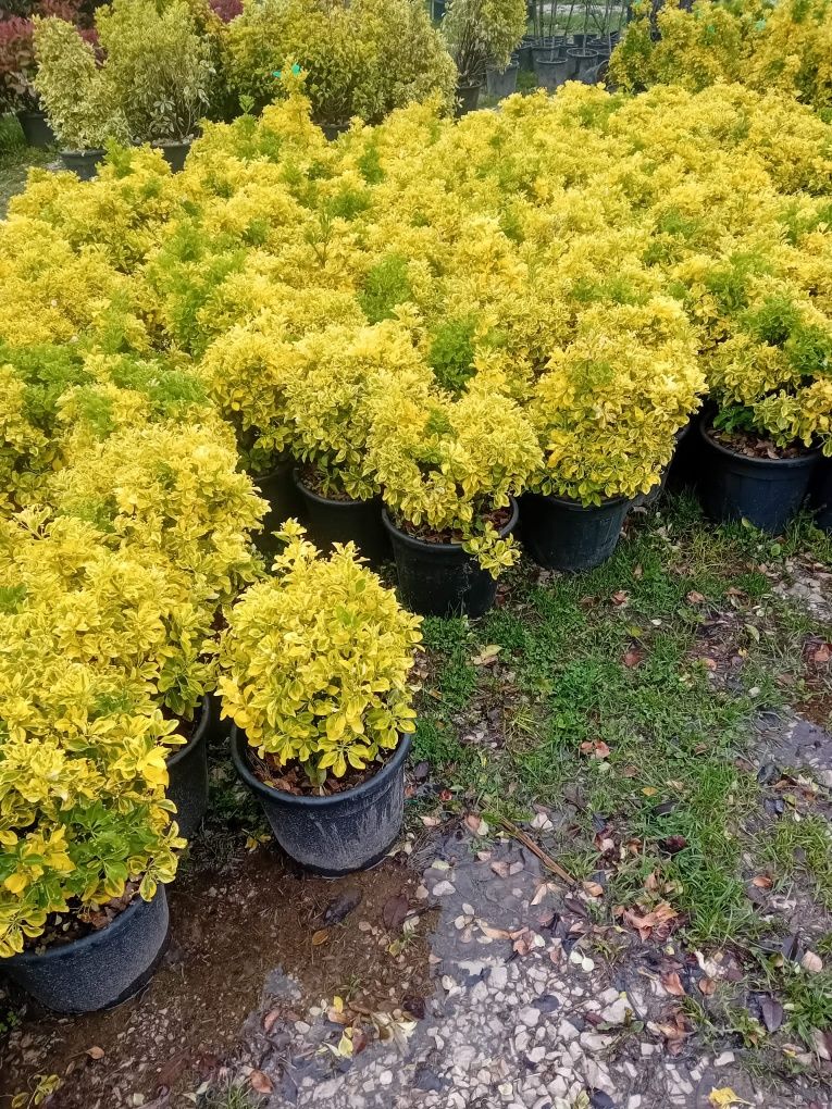 Prunus photinia evonimus de terasă