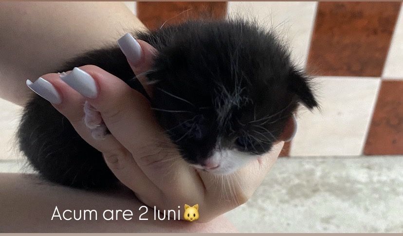 Donez pui de pisică