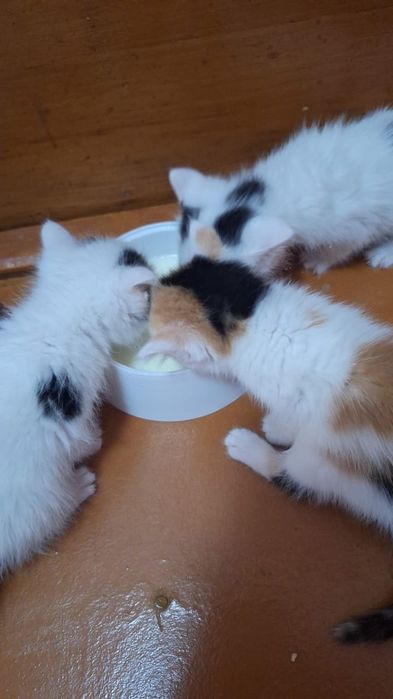 Маркалары тегін Біреуі ұрғашы