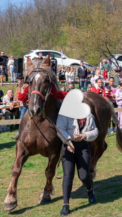 Armasar de vanzare ,6 ani  mai multe detali la telefon