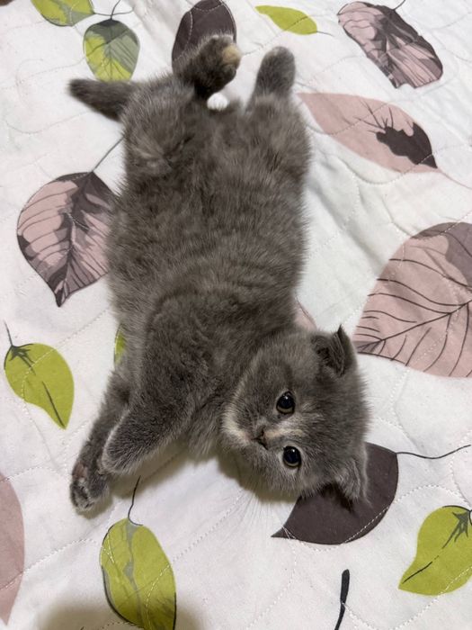 Mushuk bolasi,кошка,Котёнок в добрые  руки