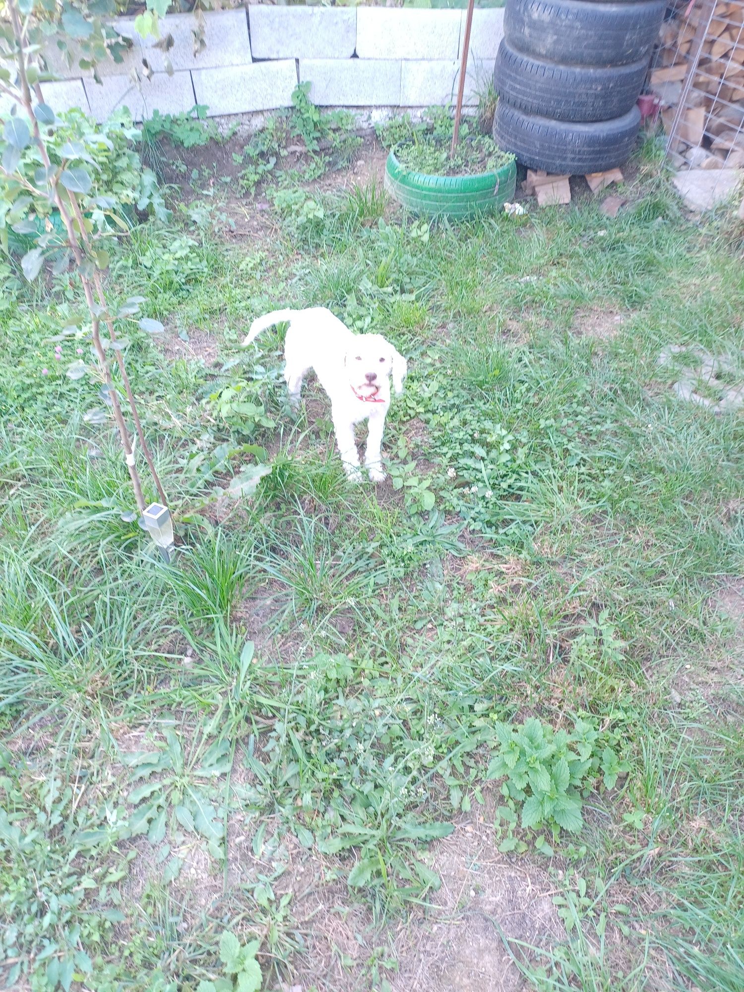 Caine Lagotto cu vârsta de un an