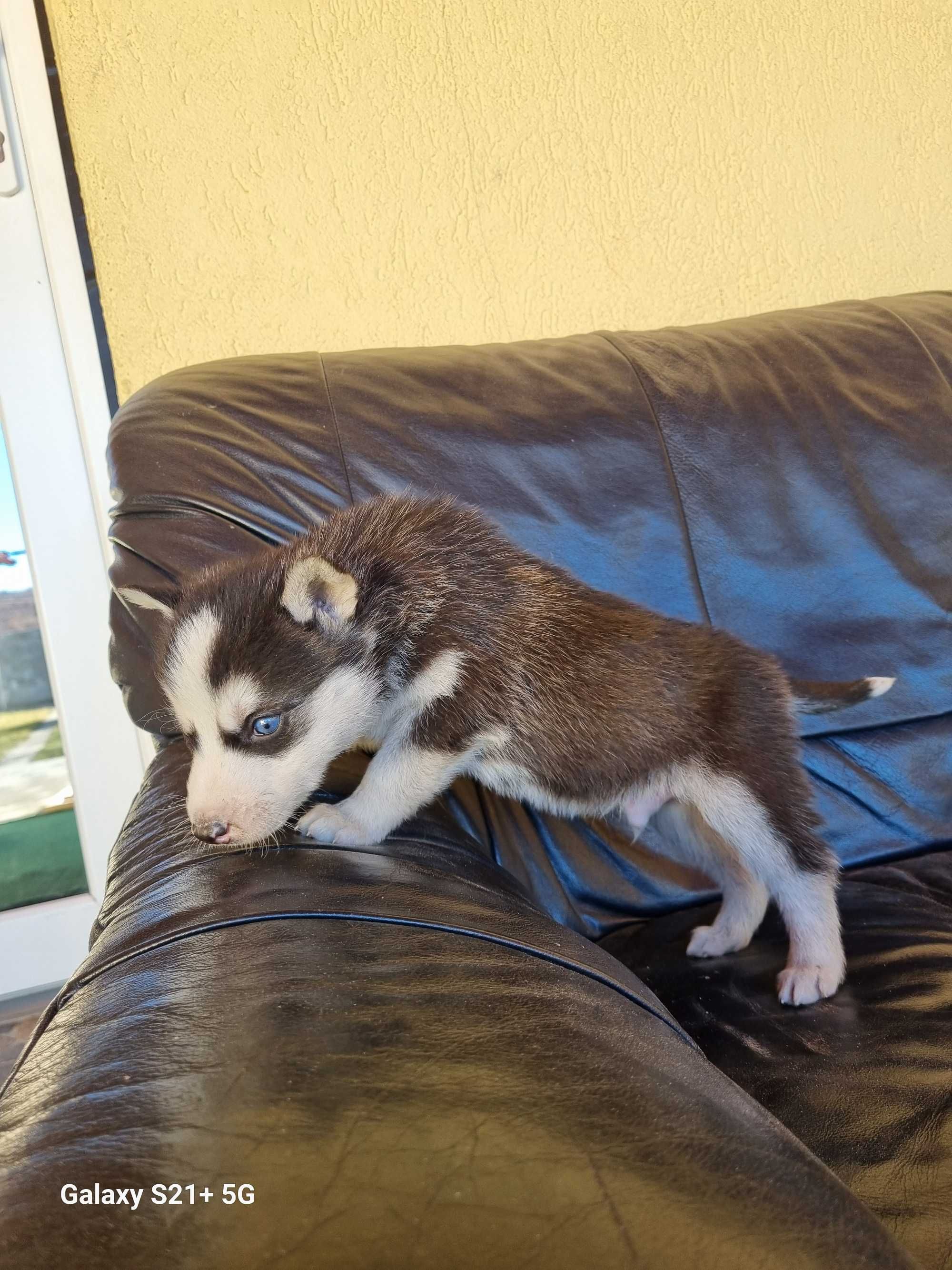 Catel husky Siberian