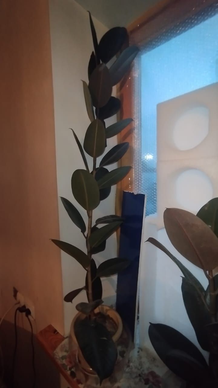 Распродажа цветов
