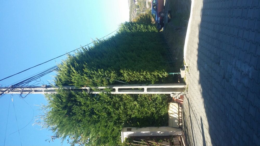 Tuia - Cel mai frumos gard viu Leylandii (leilandi) Chiparos