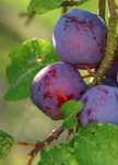 Prune proaspete plantație proprie