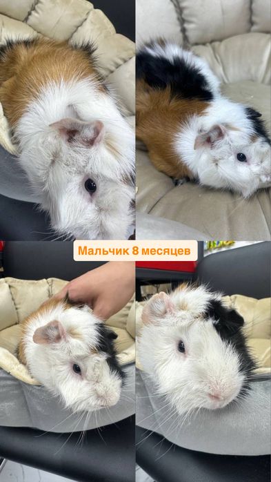 Срочно продаются за символическую цену