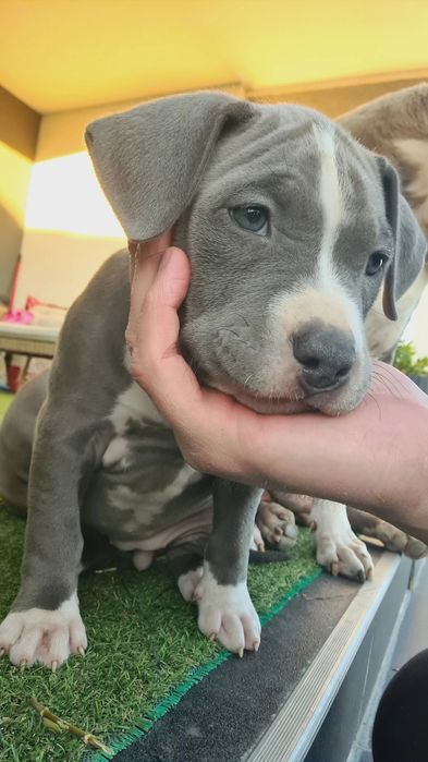 Femela amstaff Blue