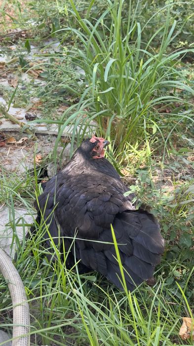 2 ta tovuq 100.000 so’m