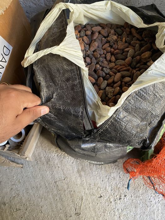 Boabe de cacao din nigeria